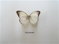 藏品(淡褐脈粉蝶)的圖片